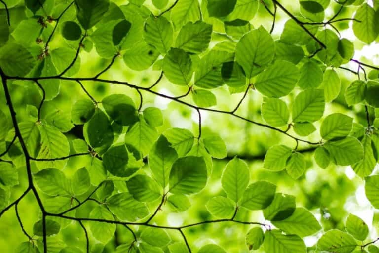 tree leaves