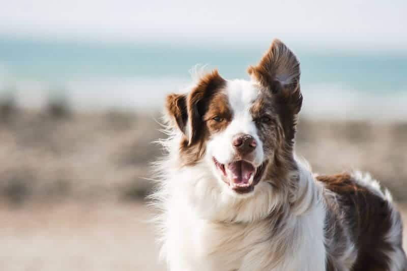 brown and white dog