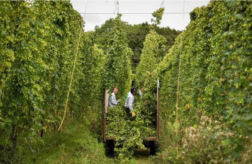 hop garden with people harvesting